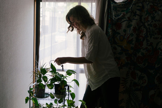 観葉植物のお悩み解決!病気と害虫から守るケアガイド
