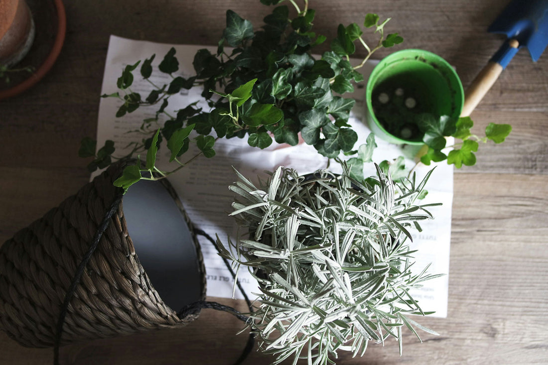 植え替えが必要な時期とその手順について