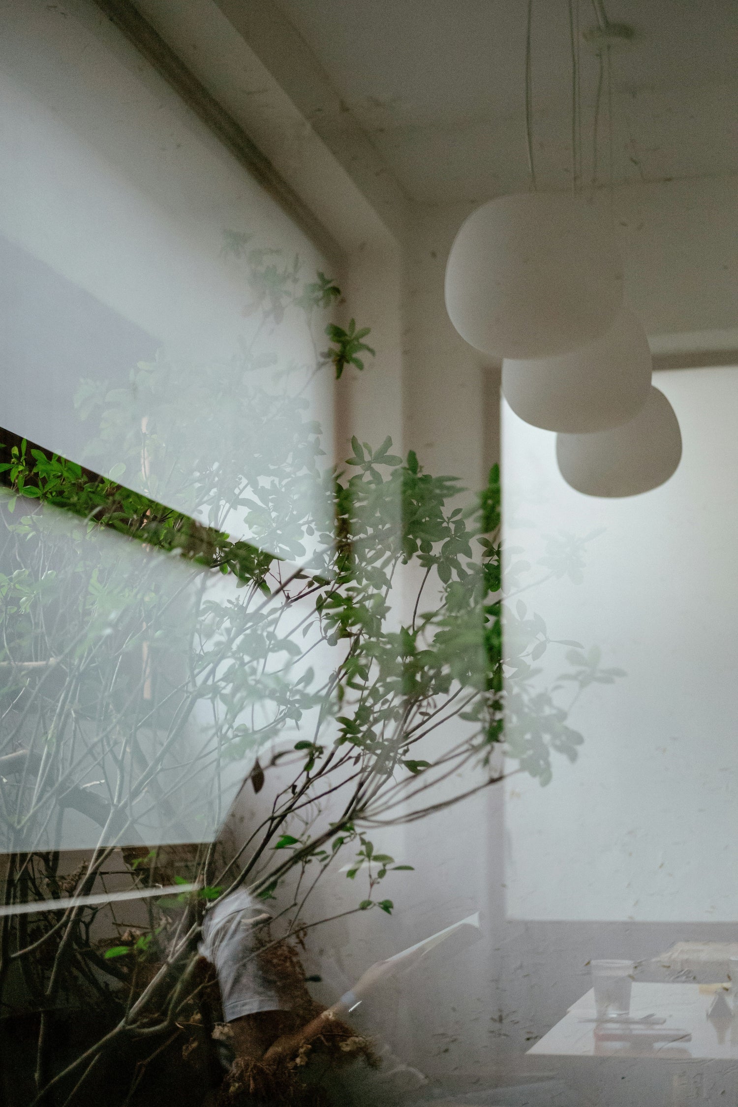 Plants