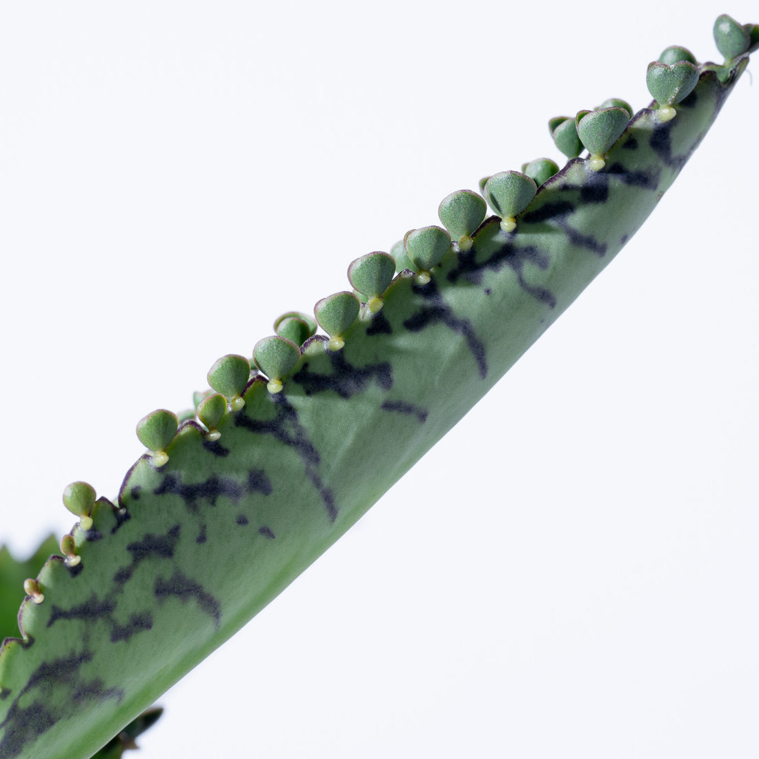 カランコエ 不死鳥